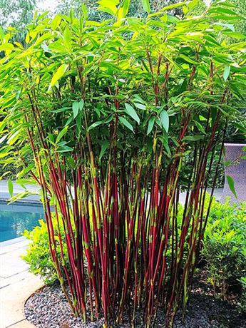 fargésie 'Red Dragon'