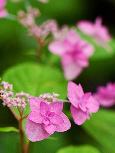 hortenzie řapíkatá 