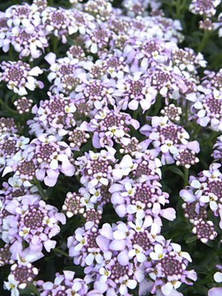 štěničník vždyzelený 