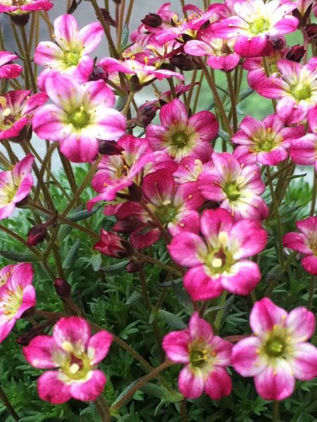 lomikámen Arendsův 