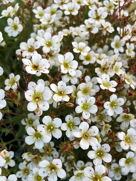 lomikámen Arendsův 