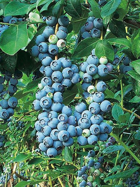 brusnice chocholičnatá 