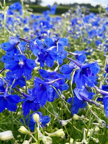 stračka 'Pacific Blauer Zwerg'