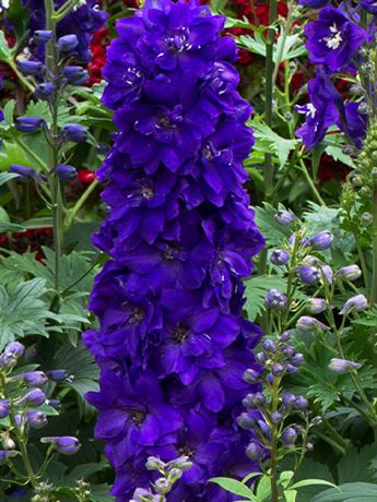 stračka 'Magic Fountain Dark Blue/Dark Bee'