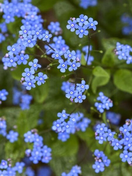 pomněnkovec velkolistý