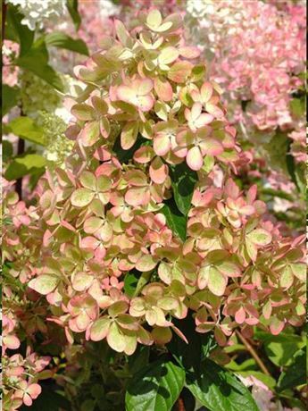 hortenzie latnatá 'Pastelgreen'