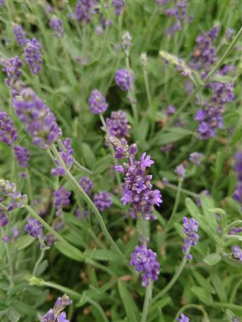 levandule lékařská 'Blue Scent Early'