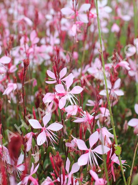 svíčkovec Lindheimerův 