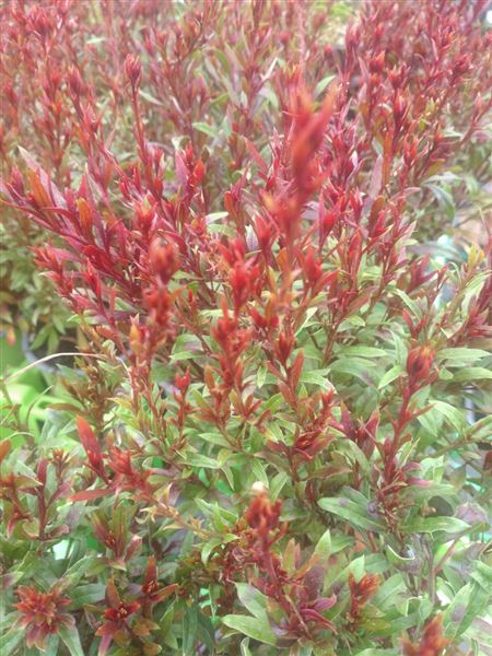 svíčkovec Lindheimerův 