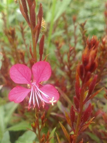svíčkovec Lindheimerův 
