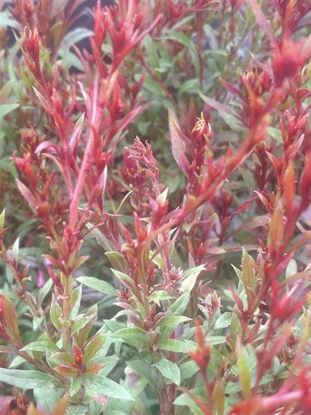 svíčkovec Lindheimerův 