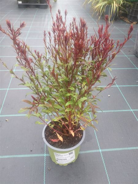 svíčkovec Lindheimerův 