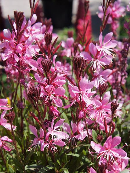 svíčkovec Lindheimerův 