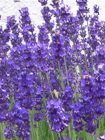 levandule lékařská 'Blue Scent'