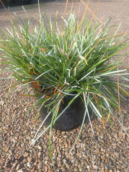 pěchava vápnomilná