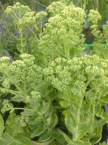 Rozchodník nachový 