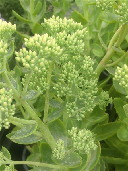 Rozchodník nachový 