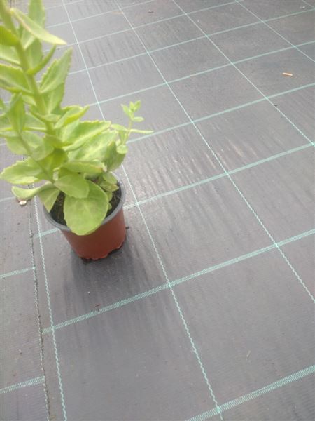 Rozchodník nachový 