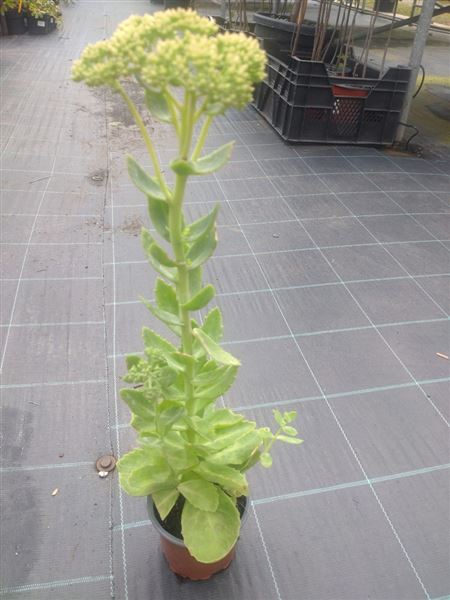 Rozchodník nachový 