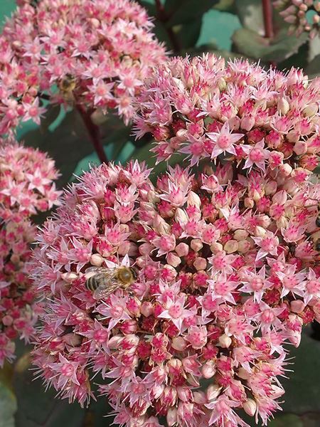 rozchodník nachový 