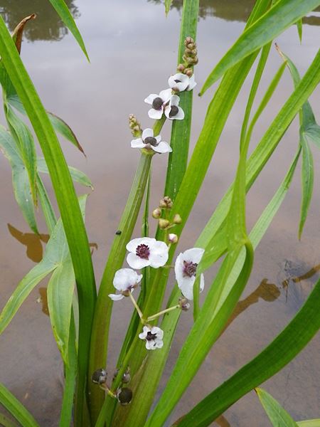 šípatka střelolistá