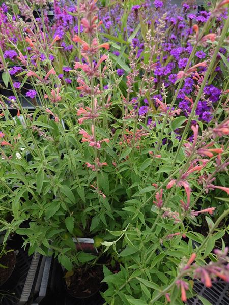 agastache svraskalá 