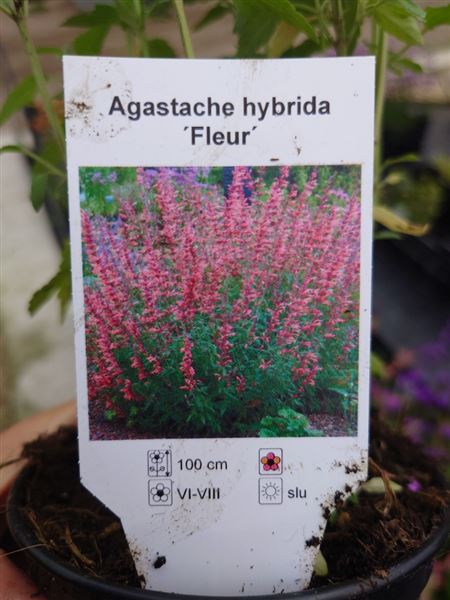 agastache svraskalá 