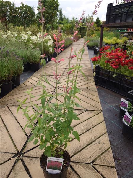 agastache svraskalá 