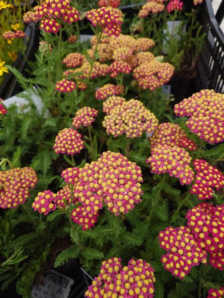 řebříček obecný 