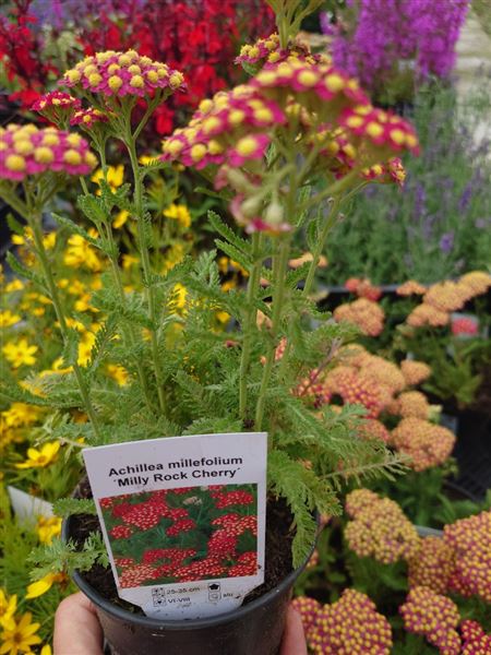 řebříček obecný 