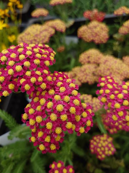 řebříček obecný 