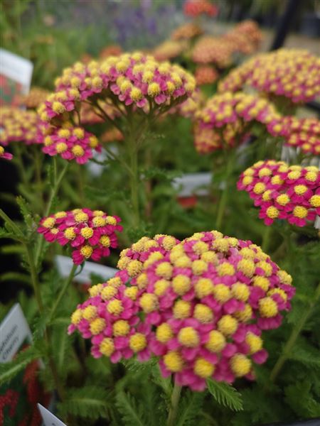 řebříček obecný 