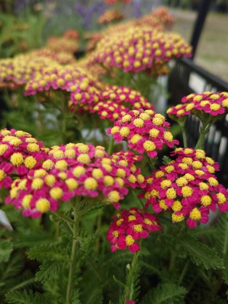 řebříček obecný 