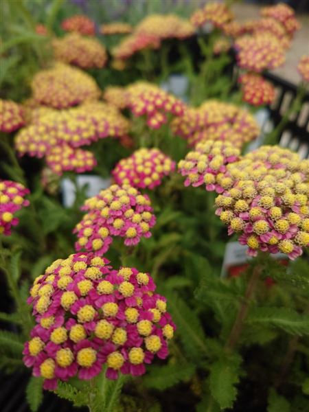 řebříček obecný 