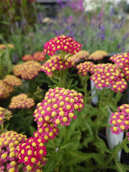 řebříček obecný 