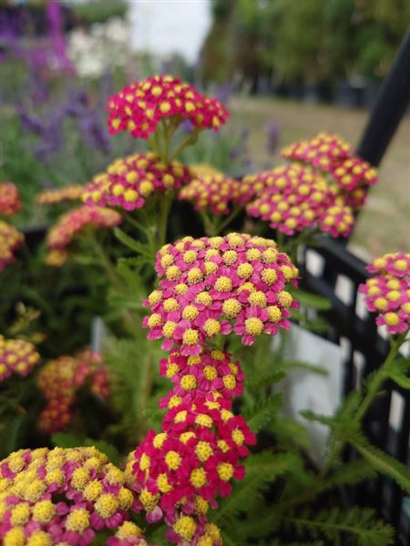 řebříček obecný 