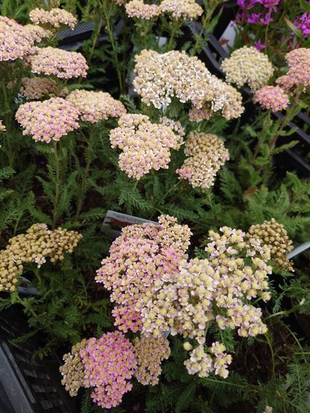 řebříček obecný 