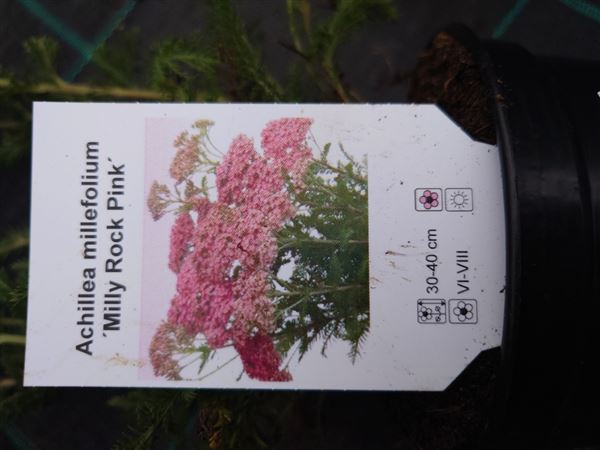 řebříček obecný 