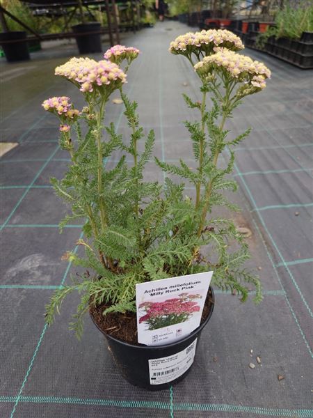 řebříček obecný 