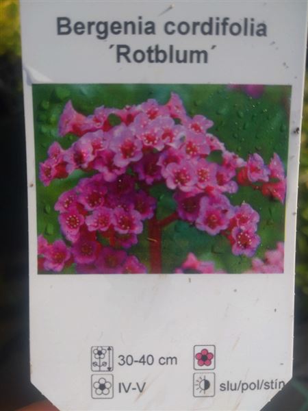 bergénie srdčitá 