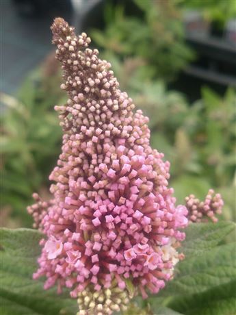 komule Davidova 'Little Rockstars Pink'