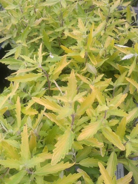 ořechoplodec klandonský 