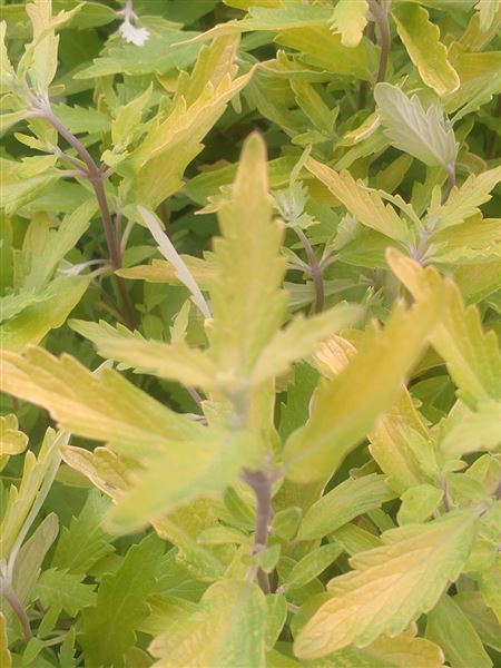 ořechoplodec klandonský 