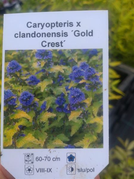 ořechoplodec klandonský 