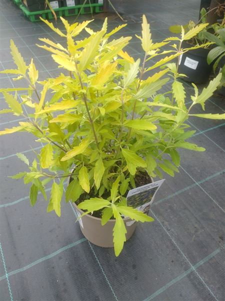 ořechoplodec klandonský 