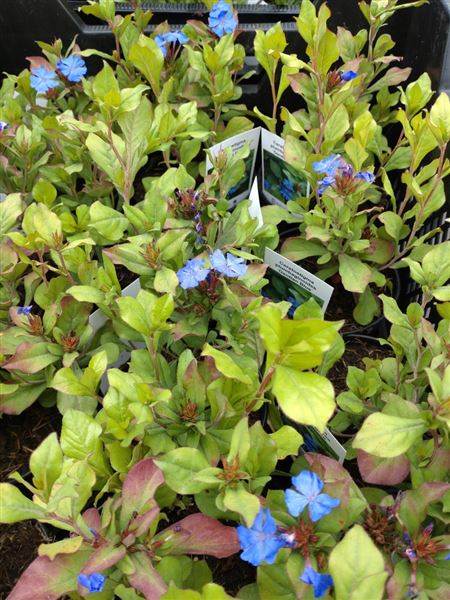 Rohovec olověncovitý 