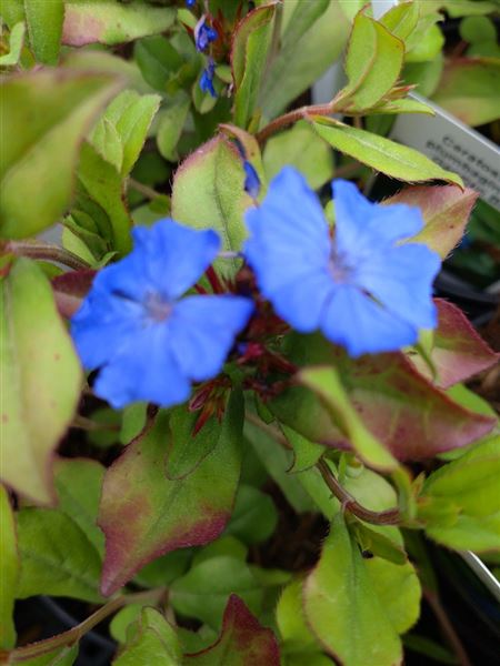 Rohovec olověncovitý 