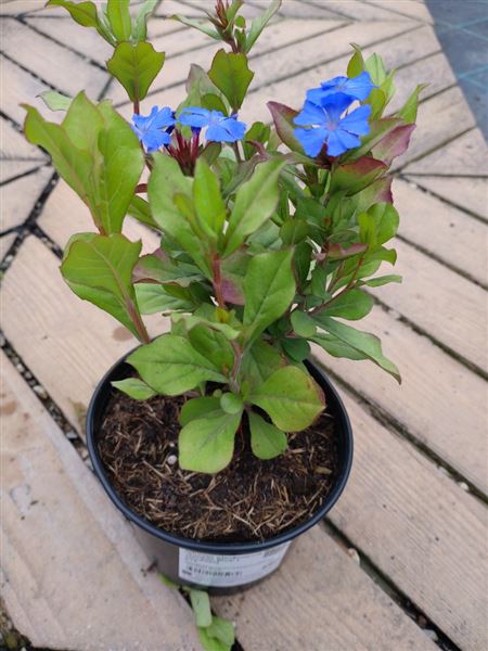 Rohovec olověncovitý 