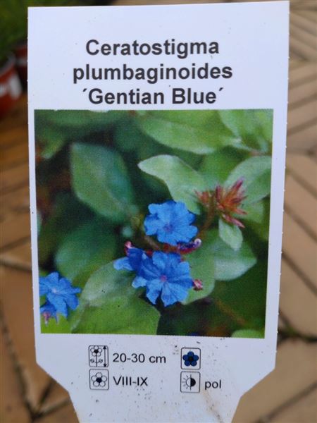 Rohovec olověncovitý 