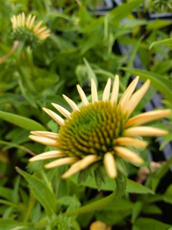 třapatka nachová 'LakotaYellow'